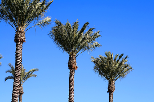 palmtreessm.jpg